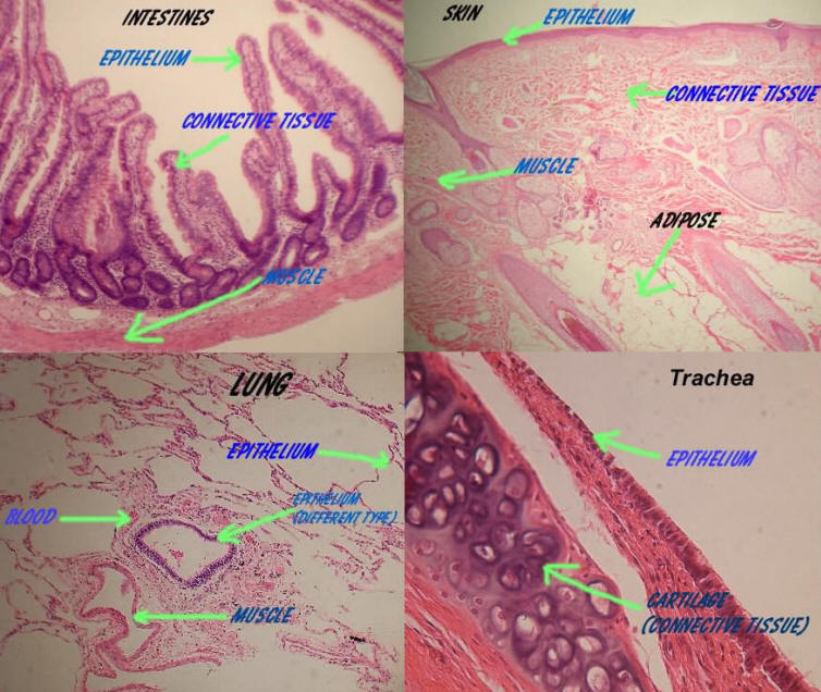 4 Organs -Lung, Intestines, Trachea & Skin