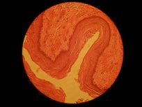 Rat_Esophagus 400x