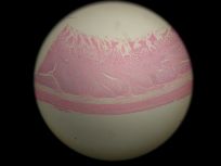 Ileum 40x (All Layers)