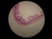 Jejunum 40x (all layers)