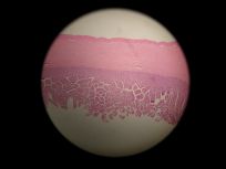 duodenum 40x (All Layers)