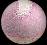 stomach 100x (mostly mucosa)
