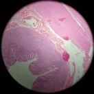 Stomach 40x Ex 1 (NOTE all layers)