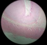 Stomach 40x Ex 2 (NOTE all layers)