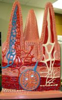 Villi Model